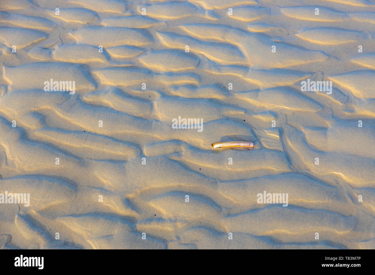 Frisone Orientali Nordsee Isola Spiekeroog, il Wadden Sea National Park, in inverno, shell, Foto Stock