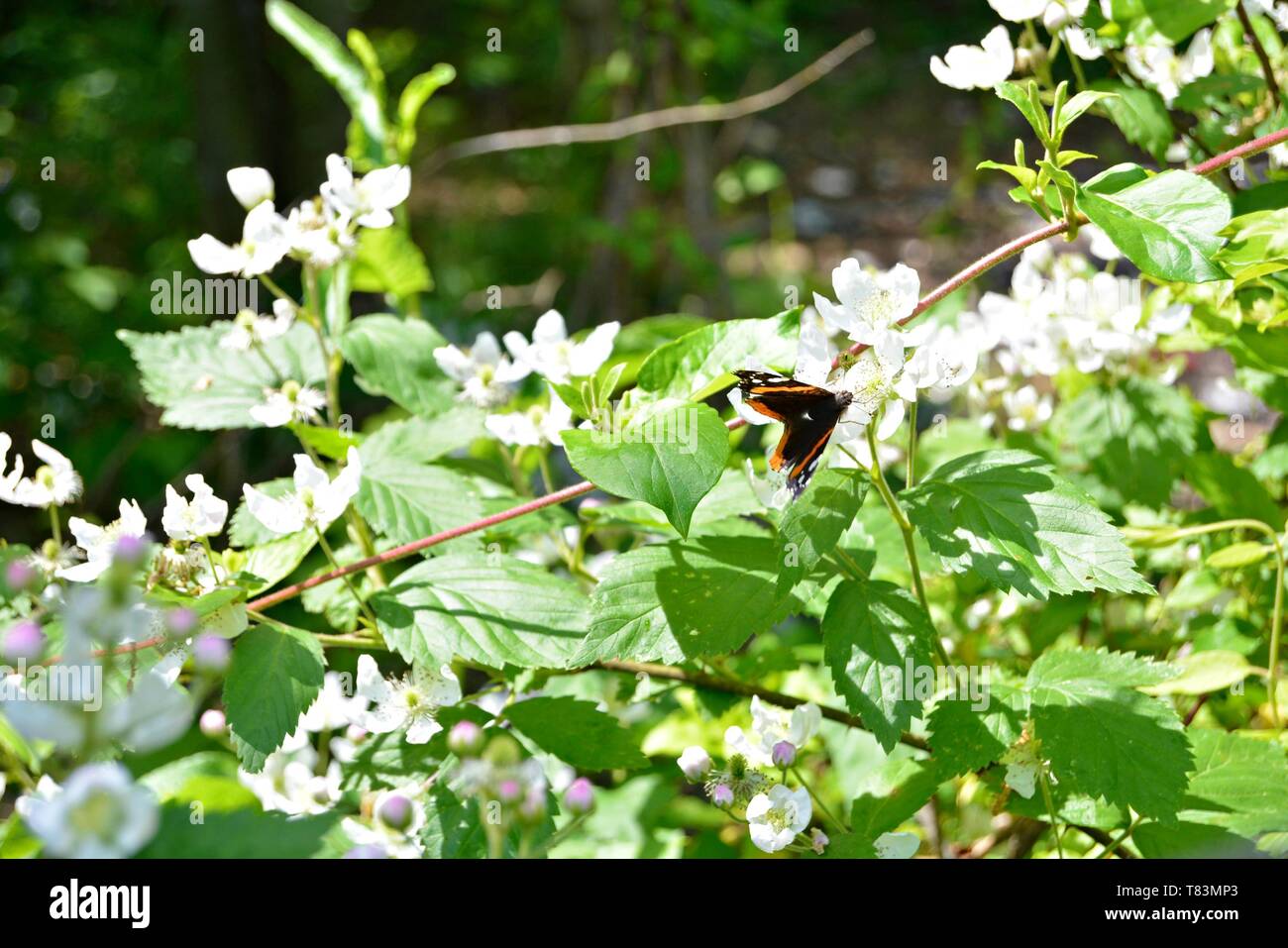 Primo piano di un Red Admiral Butterfly su un Bianco fiore di Blackberry Foto Stock