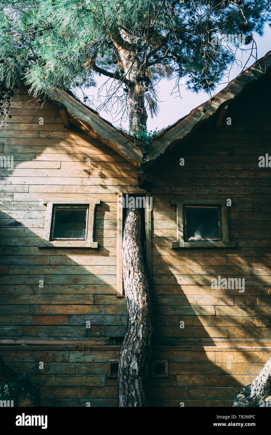 Altezza albero cresciuto attraverso il cottage di legno case. Naturalmente sagomato faccia divertente immagine. Foto Stock