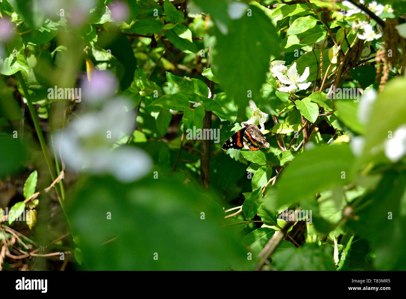 Primo piano di un Red Admiral Butterfly su un Bianco fiore di Blackberry Foto Stock