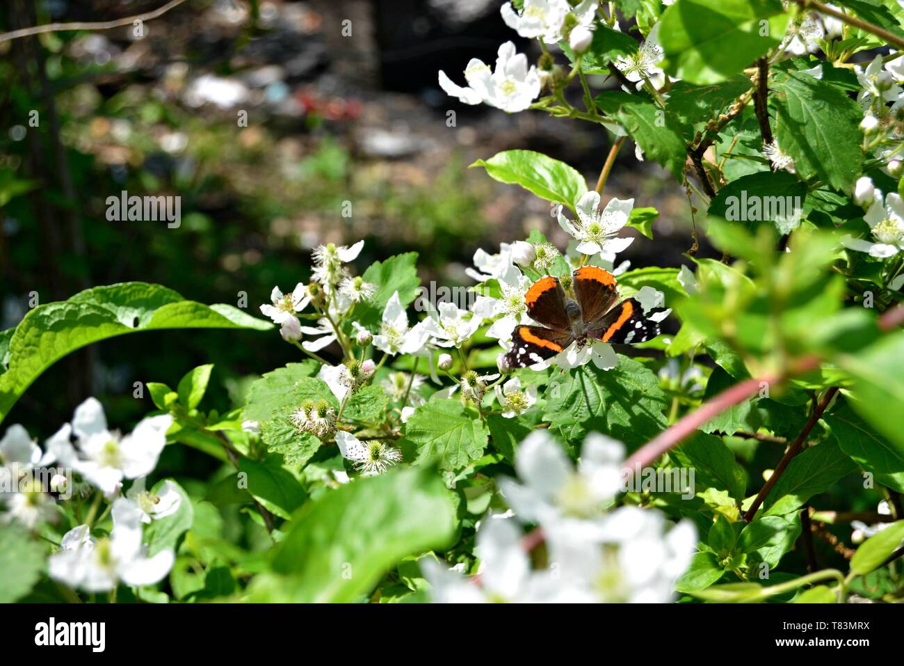 Primo piano di un Red Admiral Butterfly su un Bianco fiore di Blackberry Foto Stock