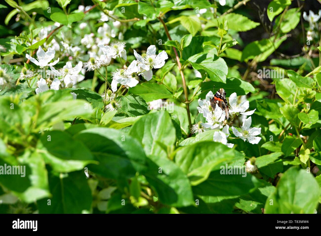 Primo piano di un Red Admiral Butterfly su un Bianco fiore di Blackberry Foto Stock