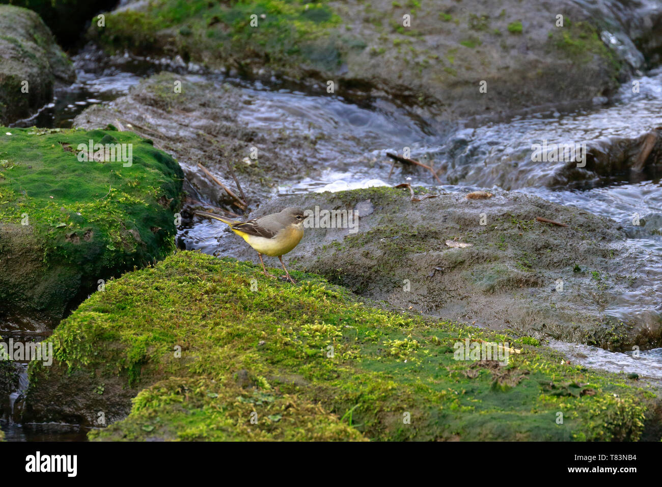 Grigio, Wagtail Motacilla cinerea su un muschio pietra coperta da acqua, Inghilterra, Regno Unito. Foto Stock