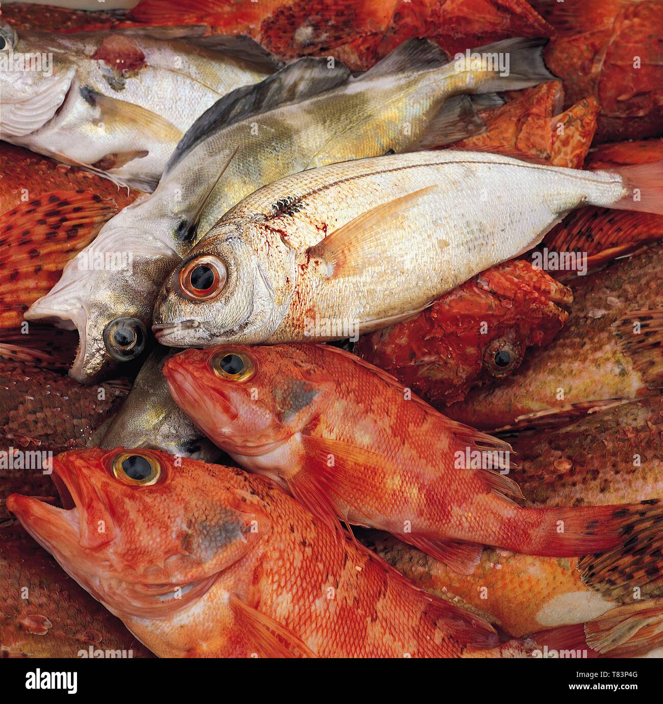 Spagna, Asturias, pesce appena pescato Foto Stock