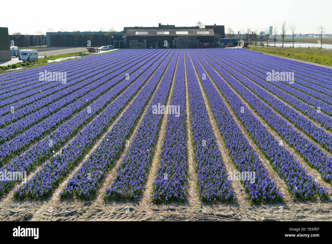 Lisse, Olanda - Aprile 18, 2019: Righe tradizionali olandesi giacinti con fiori viola e la lampadina capannoni in background Foto Stock