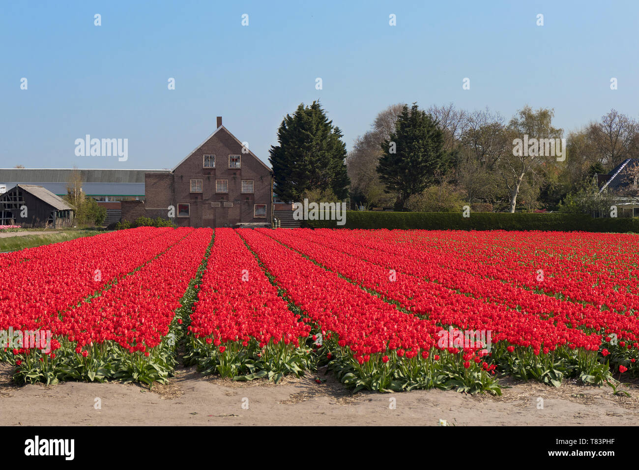 Lisse, Olanda - Aprile 18, 2019: Olandese tradizionale campo di tulipani con righe di fiori di colore rosso e la lampadina capannoni in background Foto Stock