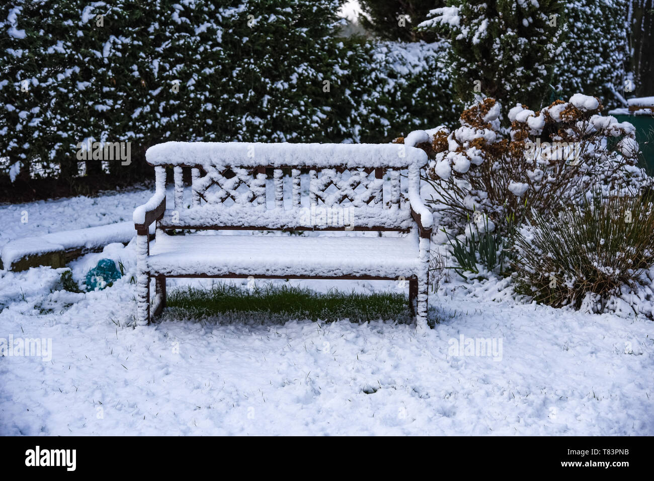 Riempito di neve paesaggio invernale di legno banco vintage bianco con rivestimento nevoso in Welsh giardino sulla giornata molto fredda con prato e piante. Foto Stock