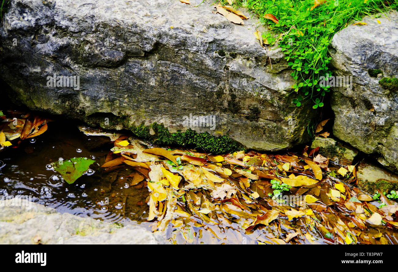 Blocco di pietra sul ruscello con piante verdi e fogliame Foto Stock