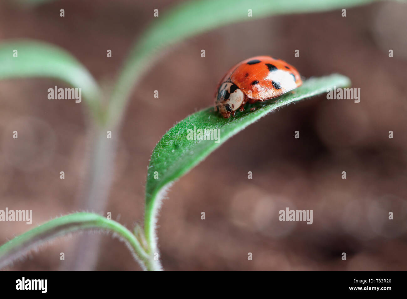 Ladybug strisciando sulle foglie di una giovane pianta di pomodoro piantina. Sfondo sfocato. Foto Stock