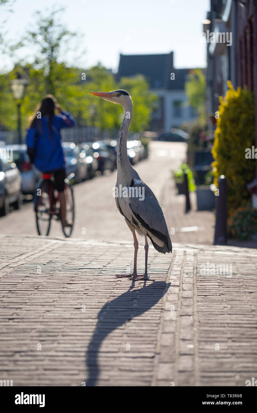 Leiden, Olanda - Aprile 20, 2019: airone cenerino in piedi in strada di Leiden in cerca di cibo Foto Stock