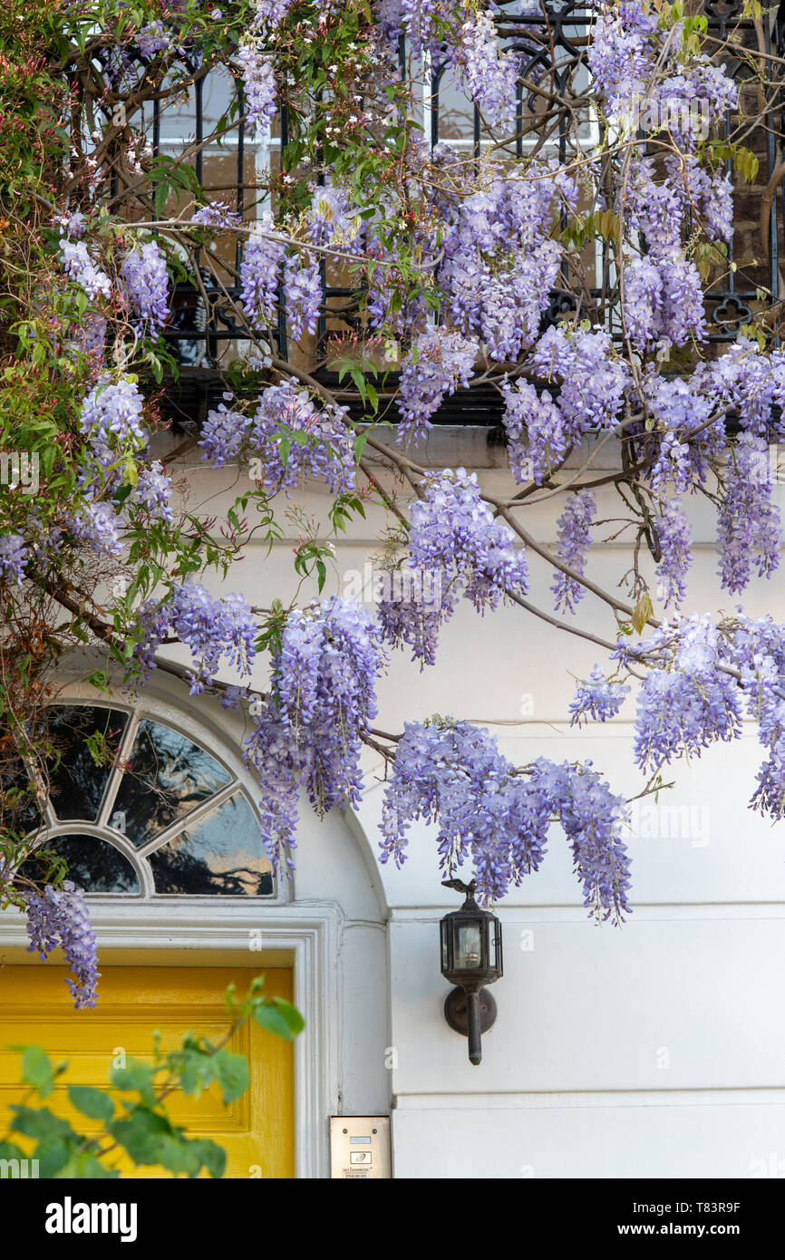 Casa con arbusti e glicine di Bedford Gardens, Notting Hill, a ovest di Londra - Inghilterra Foto Stock