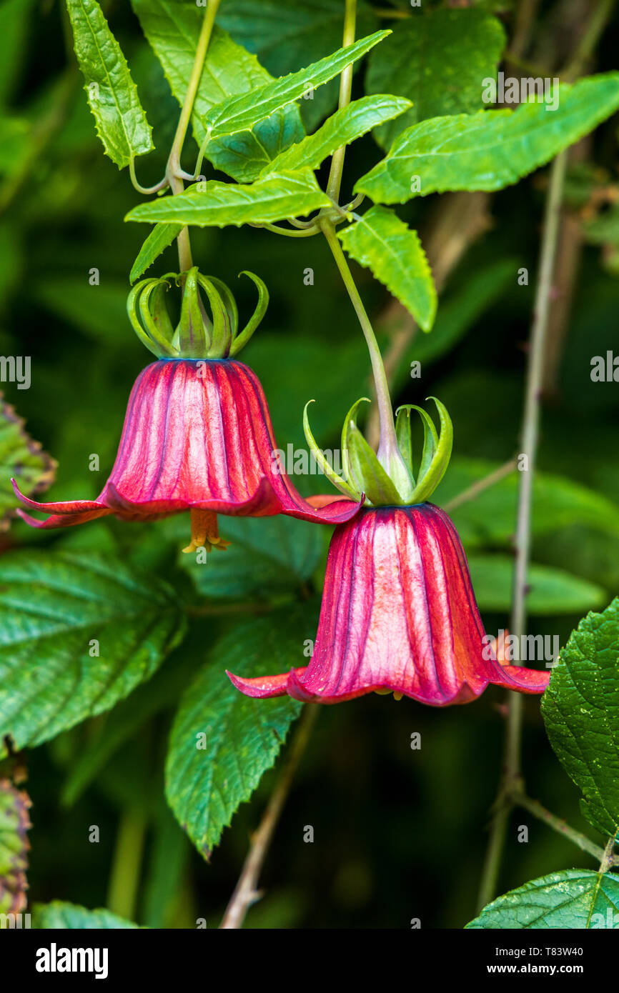 Canarina canariensis, campanula vicino Ruigomez, Tenerife, Isole Canarie, Spagna Foto Stock
