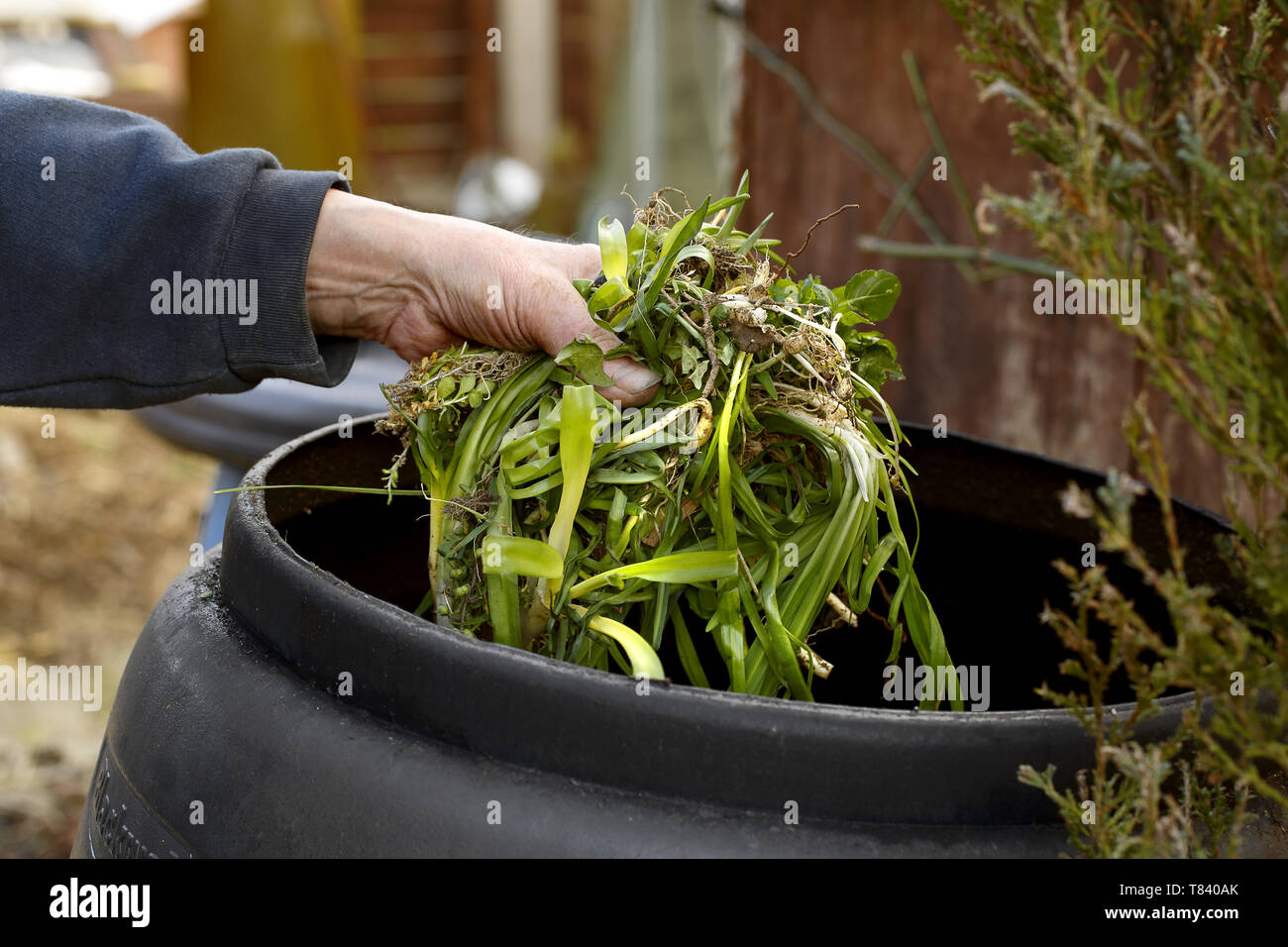 Un mans mano mostrata immissione scarti da giardino in un compost bin Foto Stock