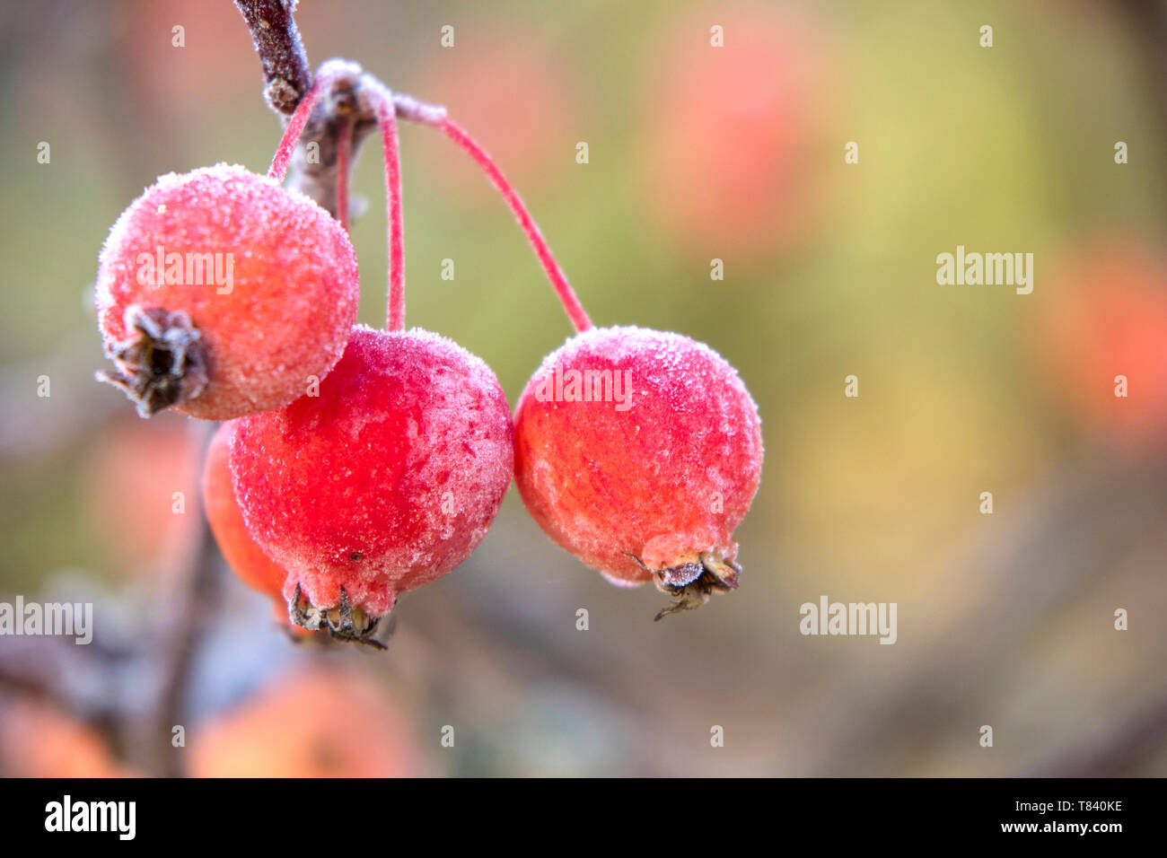 Crab Apple frutto su un gelido mattino, England, Regno Unito Foto Stock