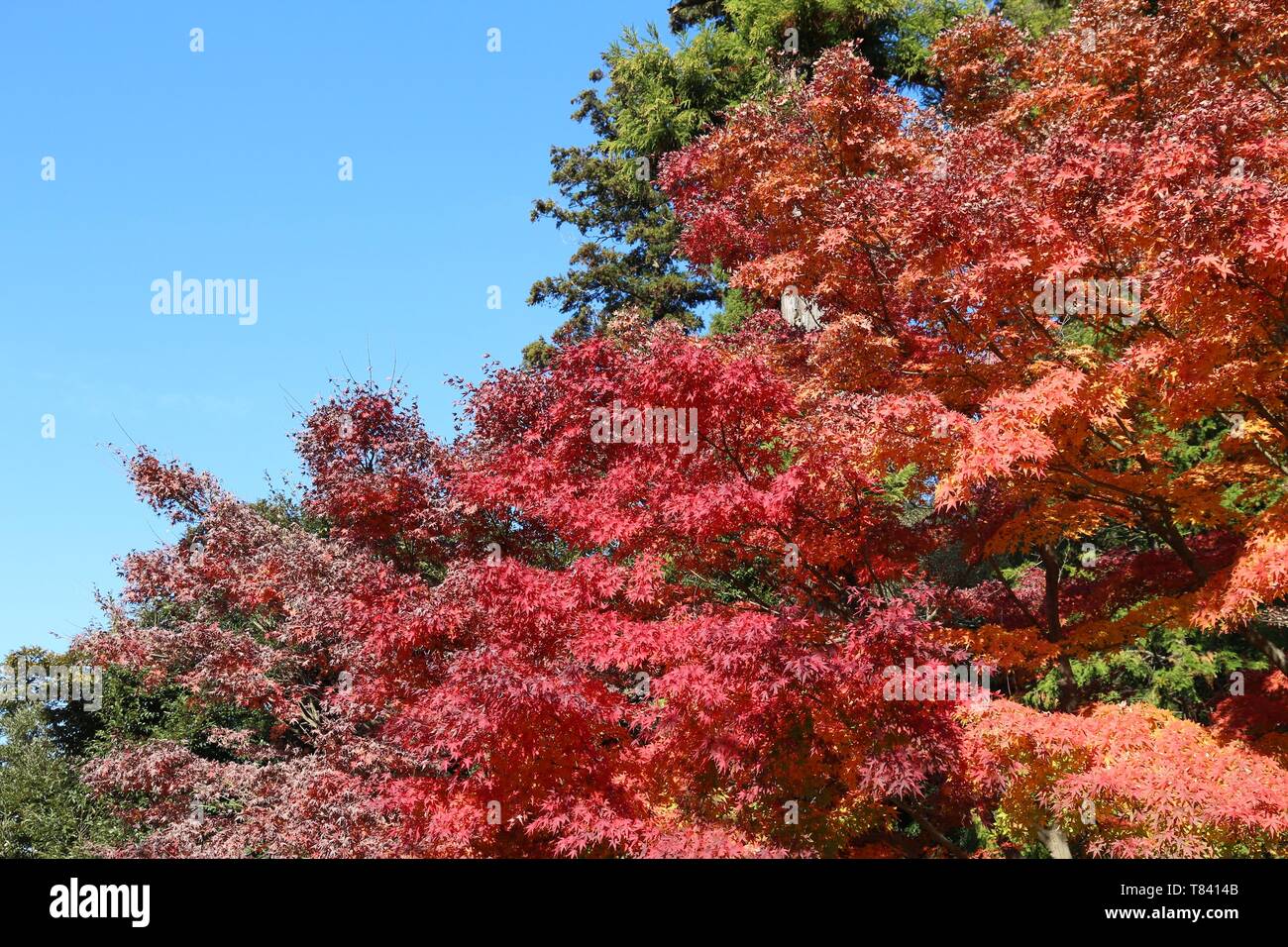 Foglie di autunno in Giappone - rosso momiji foglie (acero) nel parco di Kamakura. Foto Stock