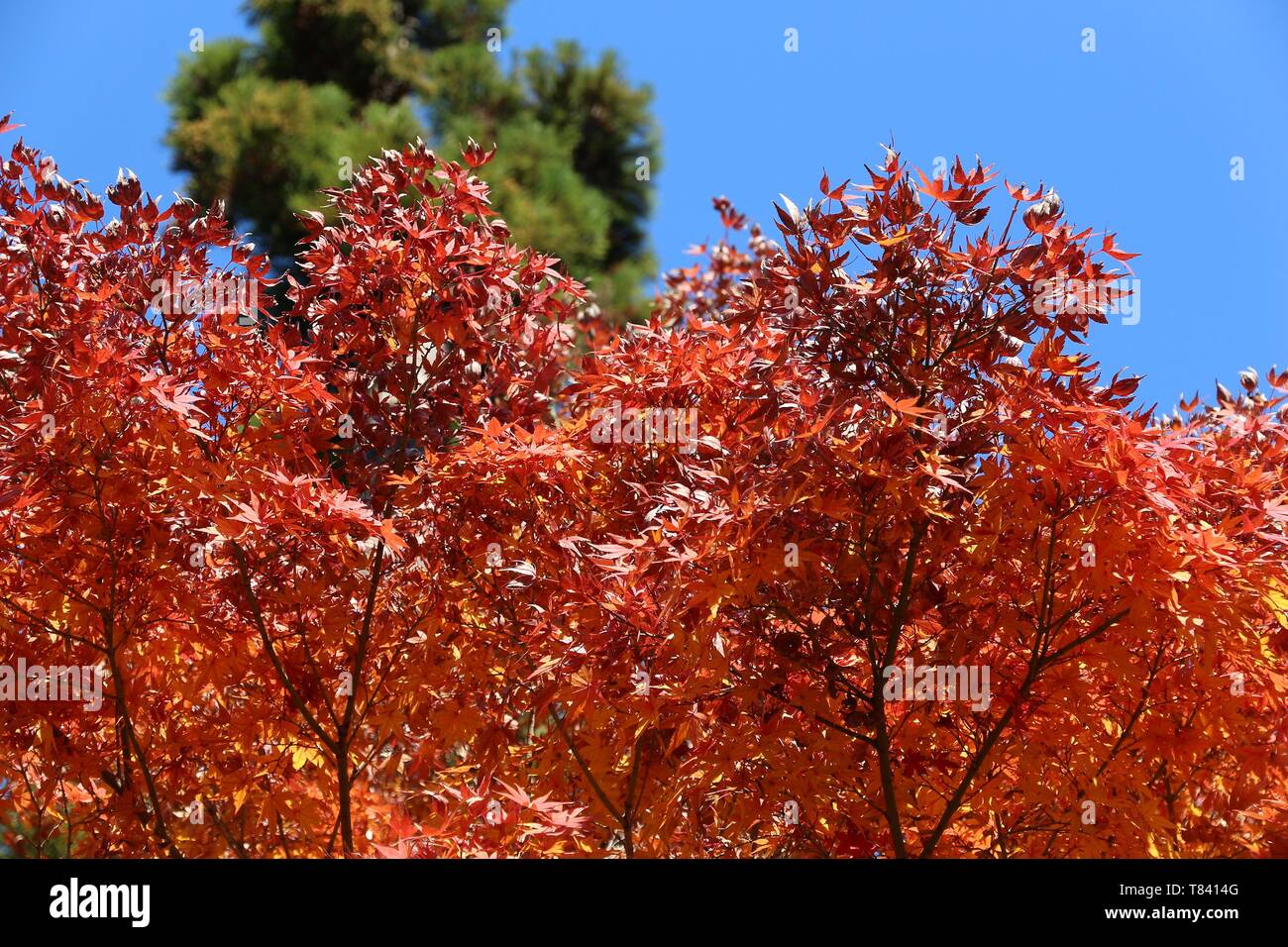 Foglie di autunno in Giappone - rosso momiji foglie (acero) nel parco di Kamakura. Foto Stock