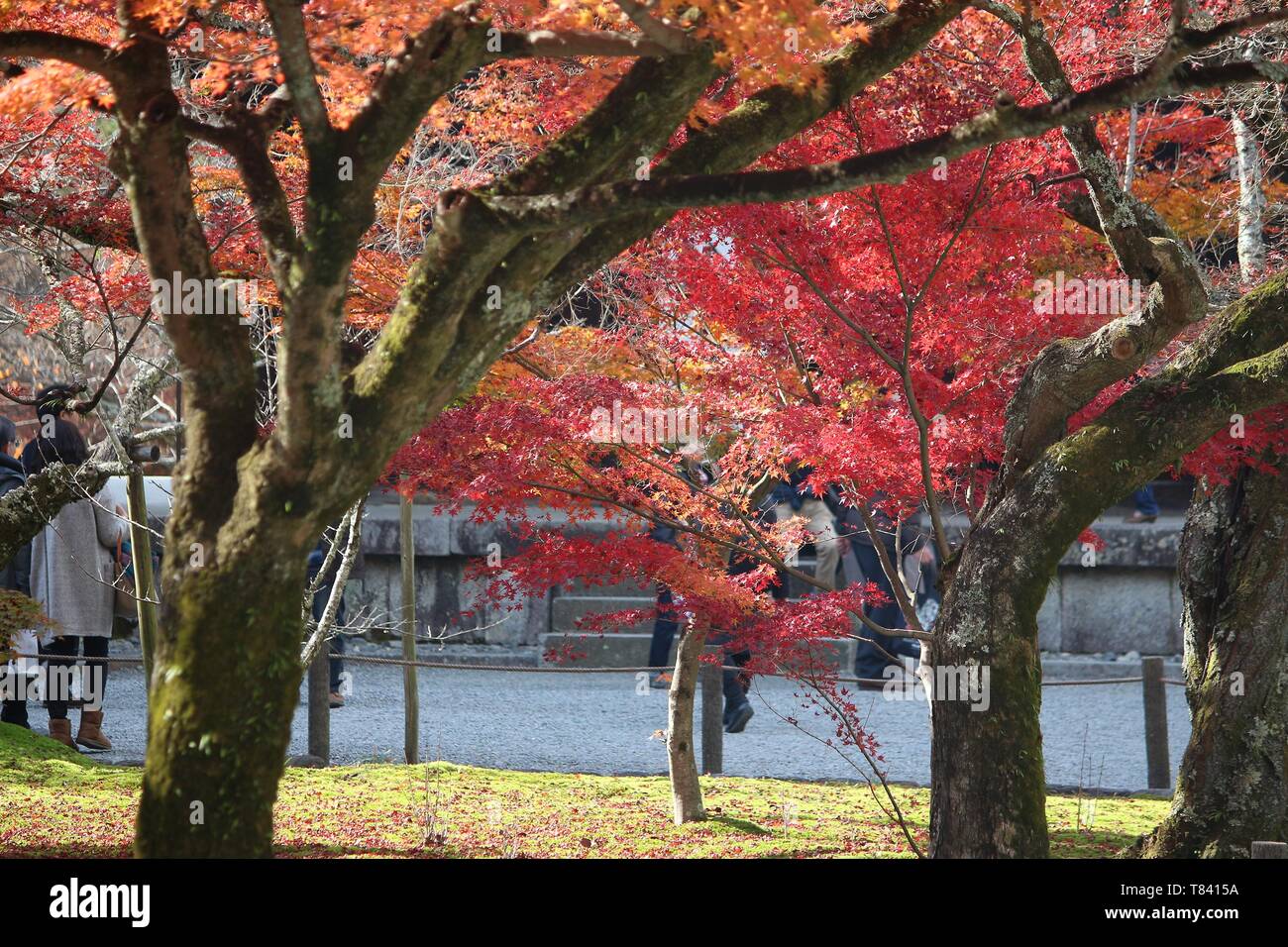 Foglie di autunno in Giappone - rosso e arancione momiji foglie (acero) in Kyoto. Foto Stock