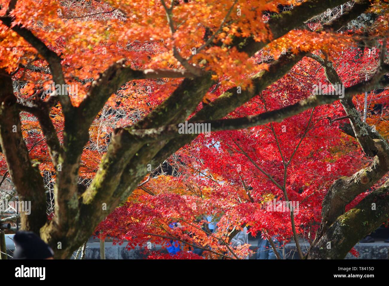 Foglie di autunno in Giappone - rosso e arancione momiji foglie (acero) in Kyoto. Foto Stock