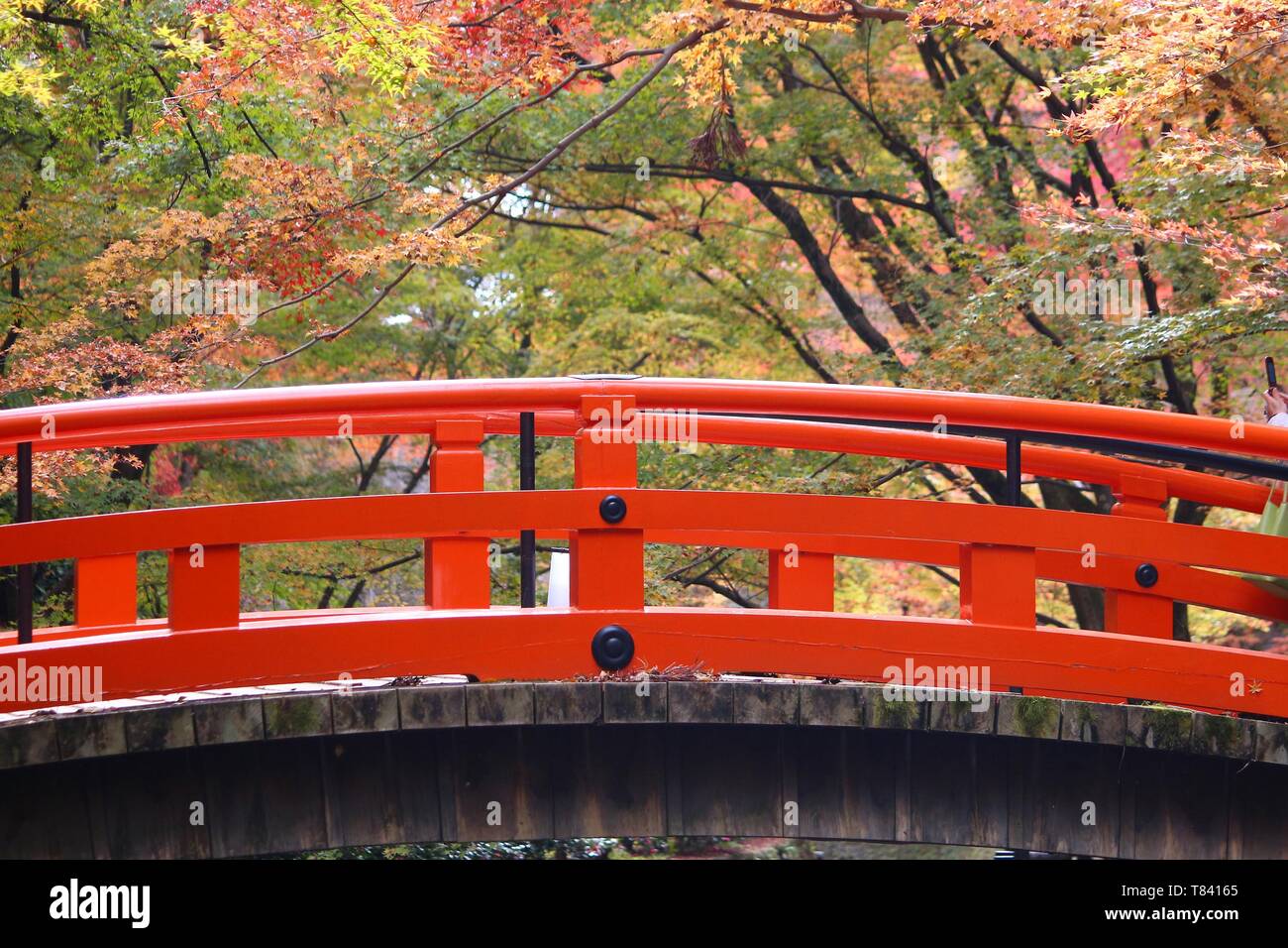 Autunno in Giappone - foglie colorate di Kitano Tenmangu Giardini in Kyoto. Foto Stock