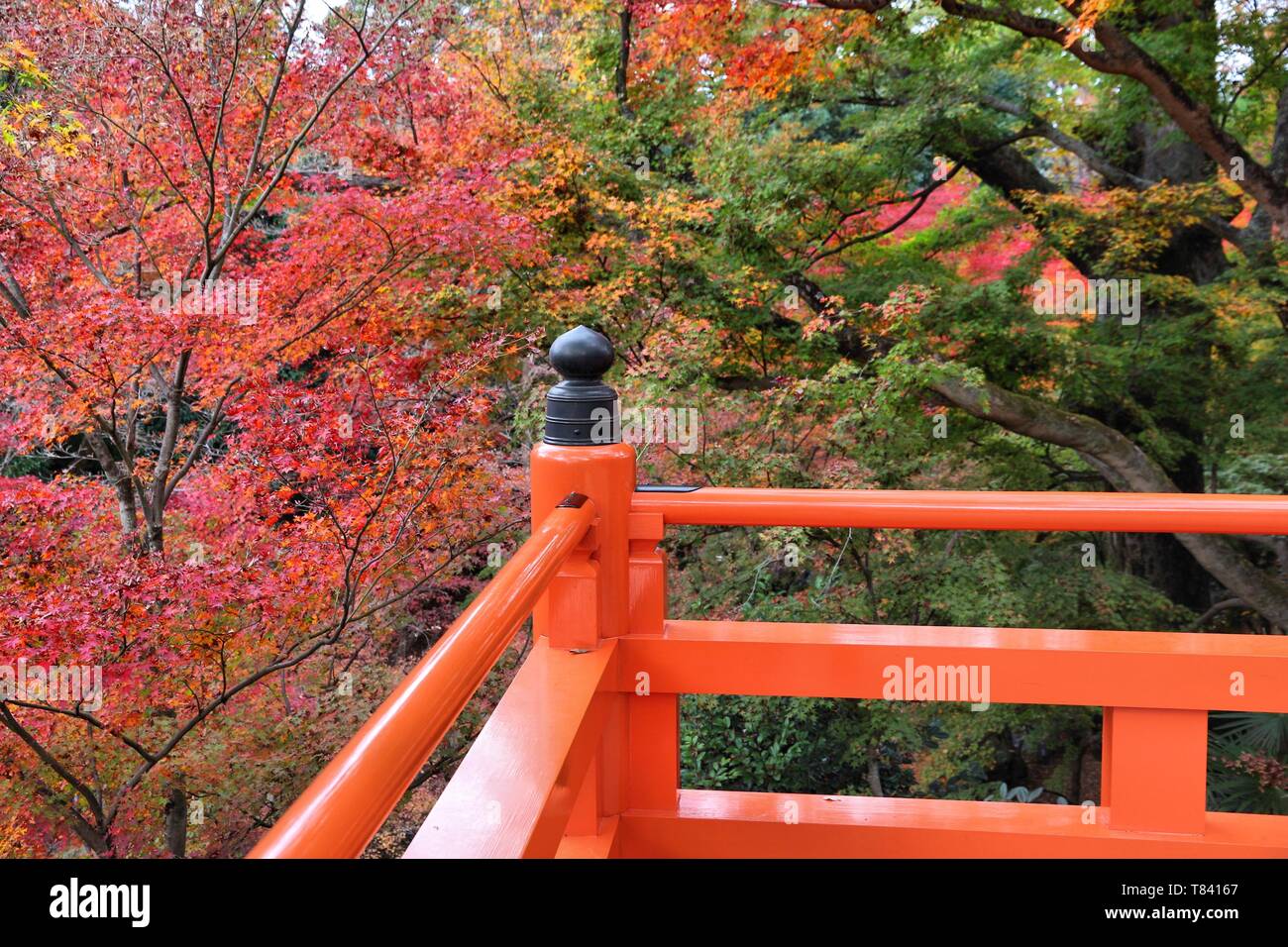 Autunno in Giappone - foglie colorate di Kitano Tenmangu Giardini in Kyoto. Foto Stock