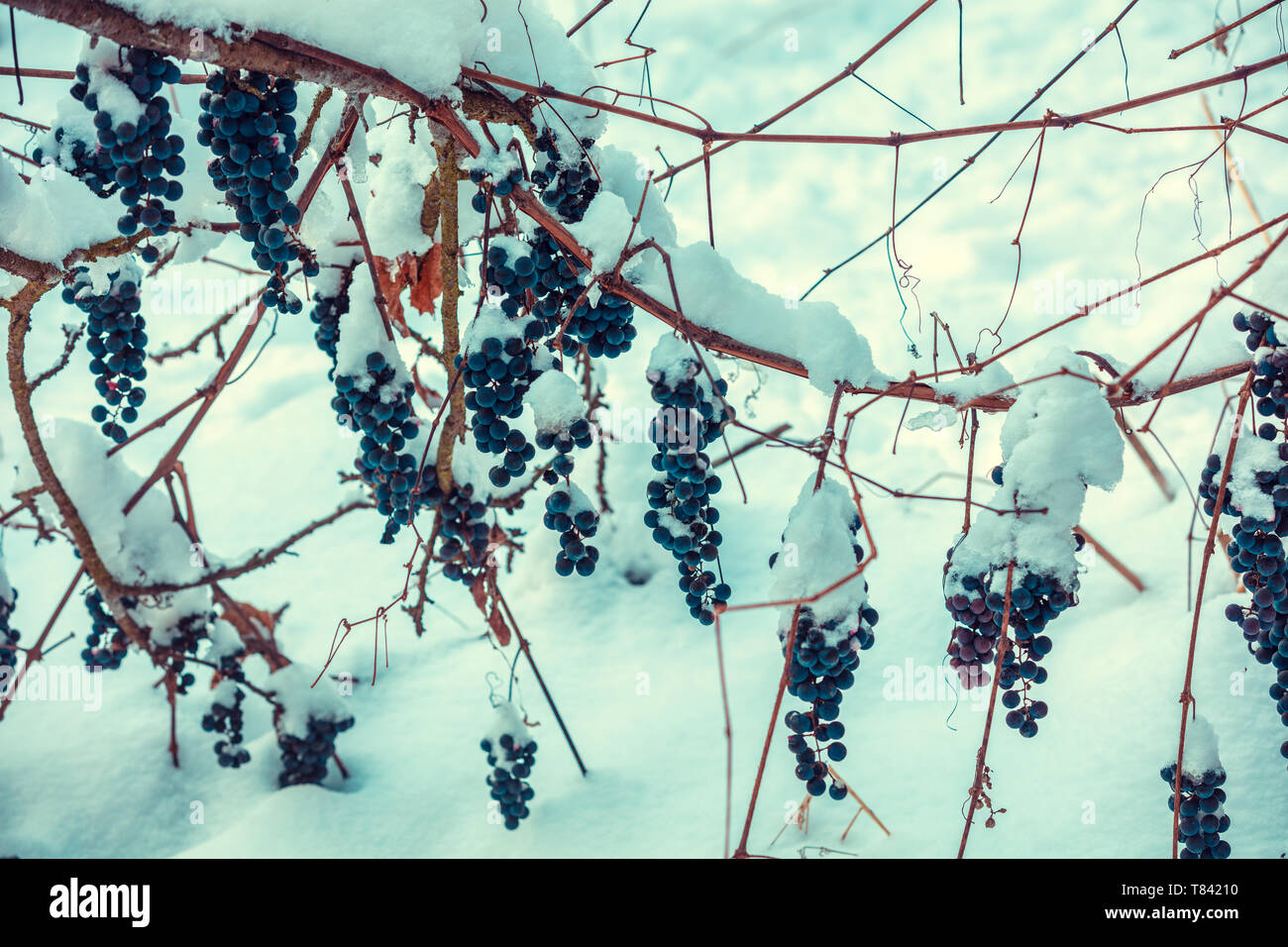 Coperte di neve il vino rosso uva sulla vite in inverno Foto Stock