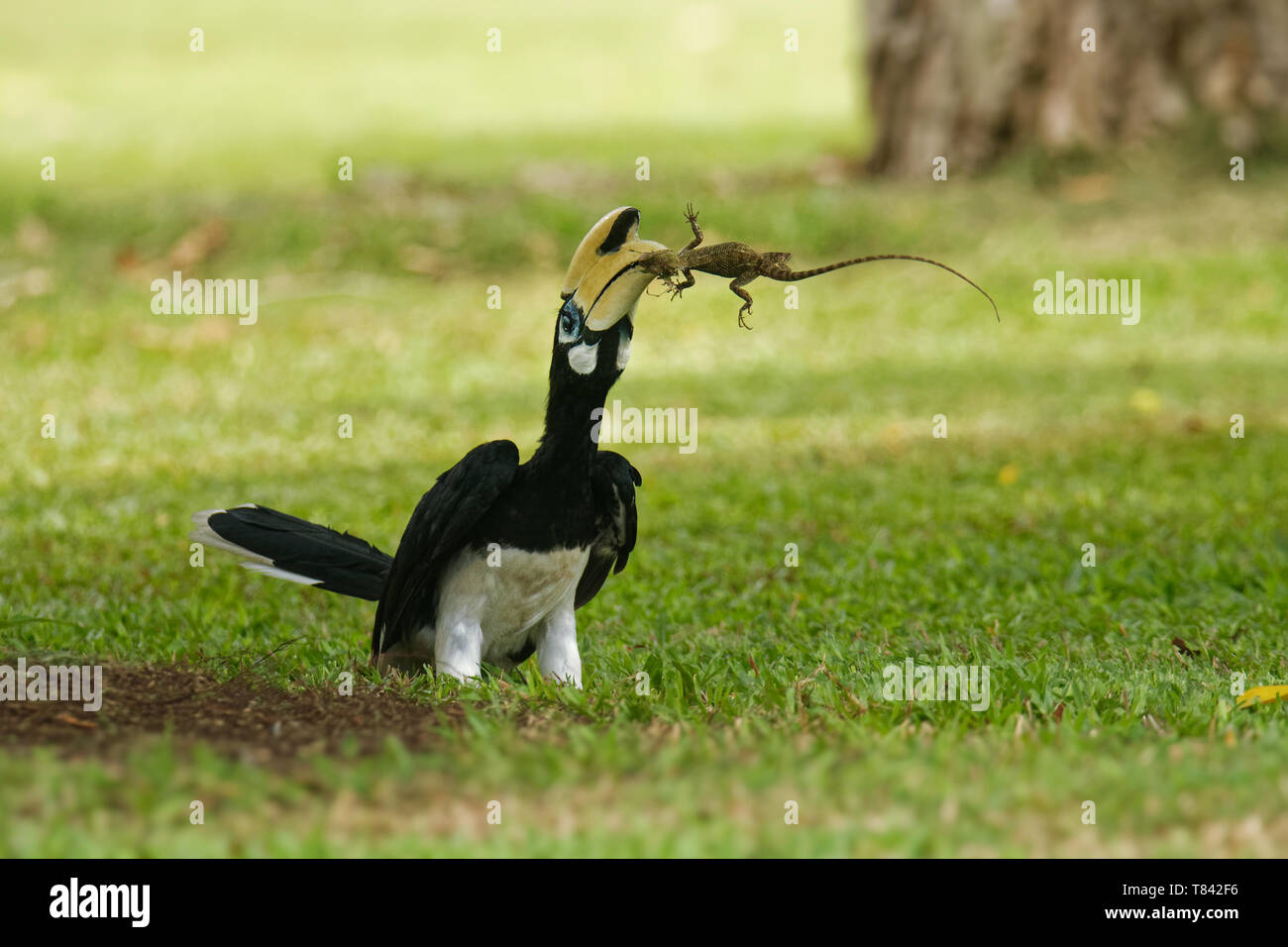 Oriental Pied-Hornbill - Anthracoceros albirostris grande baldacchino-abitazione bird appartenenti al Bucerotidae. Altri nomi comuni sono sunda pied hornbill Foto Stock