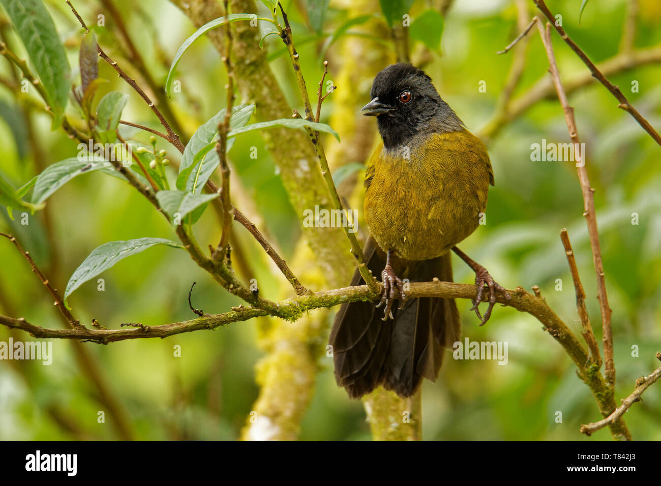 Grande-footed Finch - Pezopetes capitalis passerine uccello endemico altopiani del Costa Rica e Panama occidentale. Foto Stock