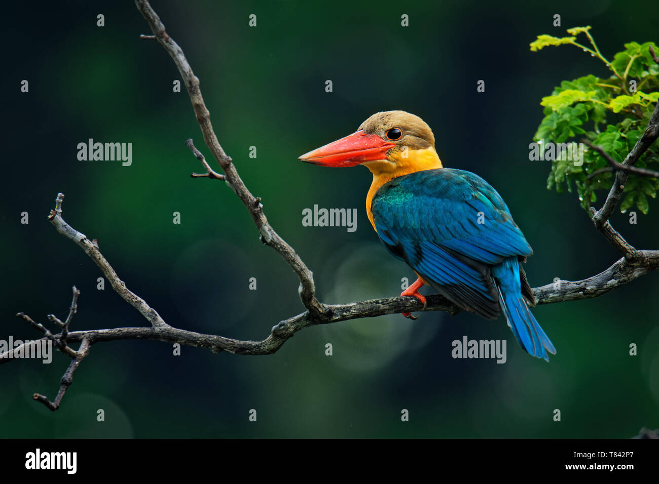 Stork fatturati Kingfisher (Pelargopsis capensis) - albero kingfisher distribuiti in tropicali del subcontinente indiano e del sud-est asiatico, dall'India Ind Foto Stock