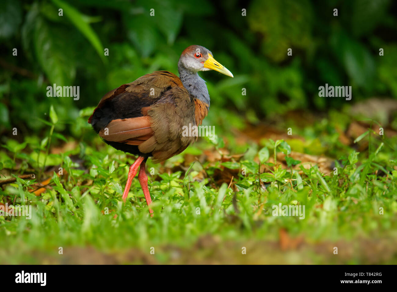 Rufous-naped rampa di legno, color ruggine-naped Wood-Rail, bianco-panciuto rampa di legno - Aramides albiventris, Aramides cajanea albiventris. Foto Stock