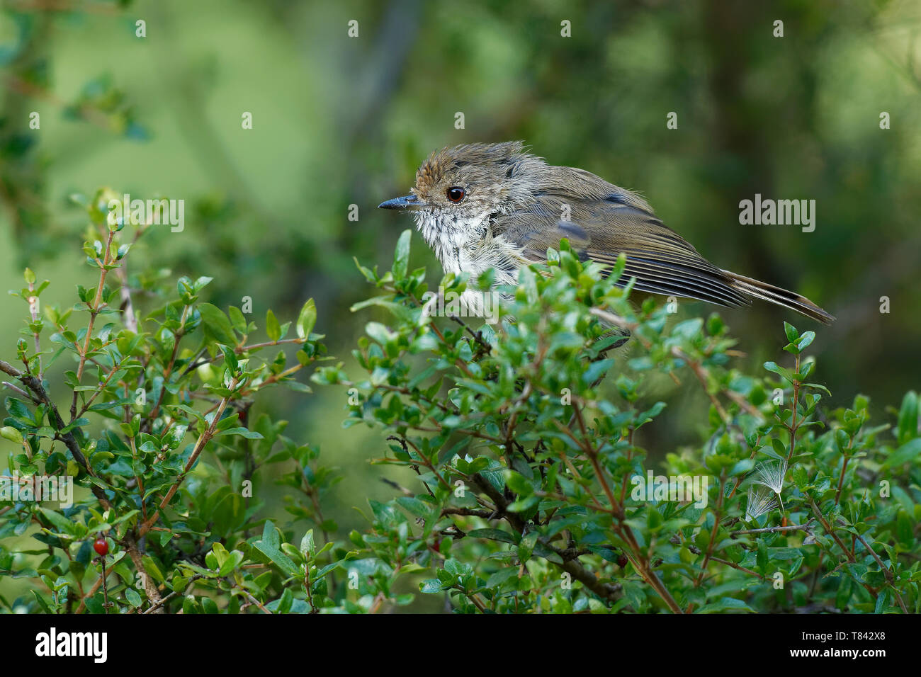 Marrone - Thornbill Acanthiza pusilla passerine bird trovati nell est e nel sud-est dell'Australia, compresa la Tasmania, si nutre di insetti. Foto Stock