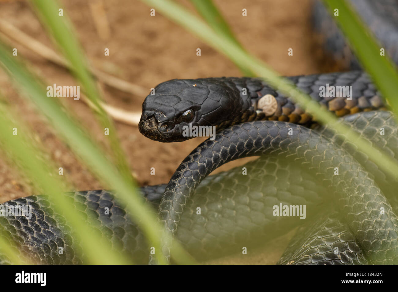 Tiger snake - Notechis scutatus altamente velenosi specie di serpente trovato in Australia, la Tasmania. Questi serpenti sono altamente variabili nel loro colore, spesso ba Foto Stock