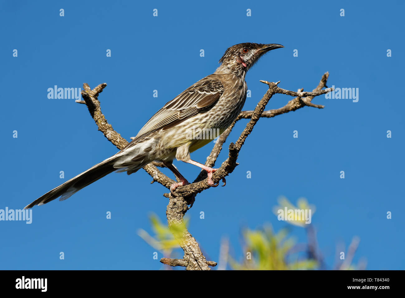 Rosso - Wattlebird Anthochaera carunculata è un uccello passerine nativa per l'Australia meridionale. Foto Stock