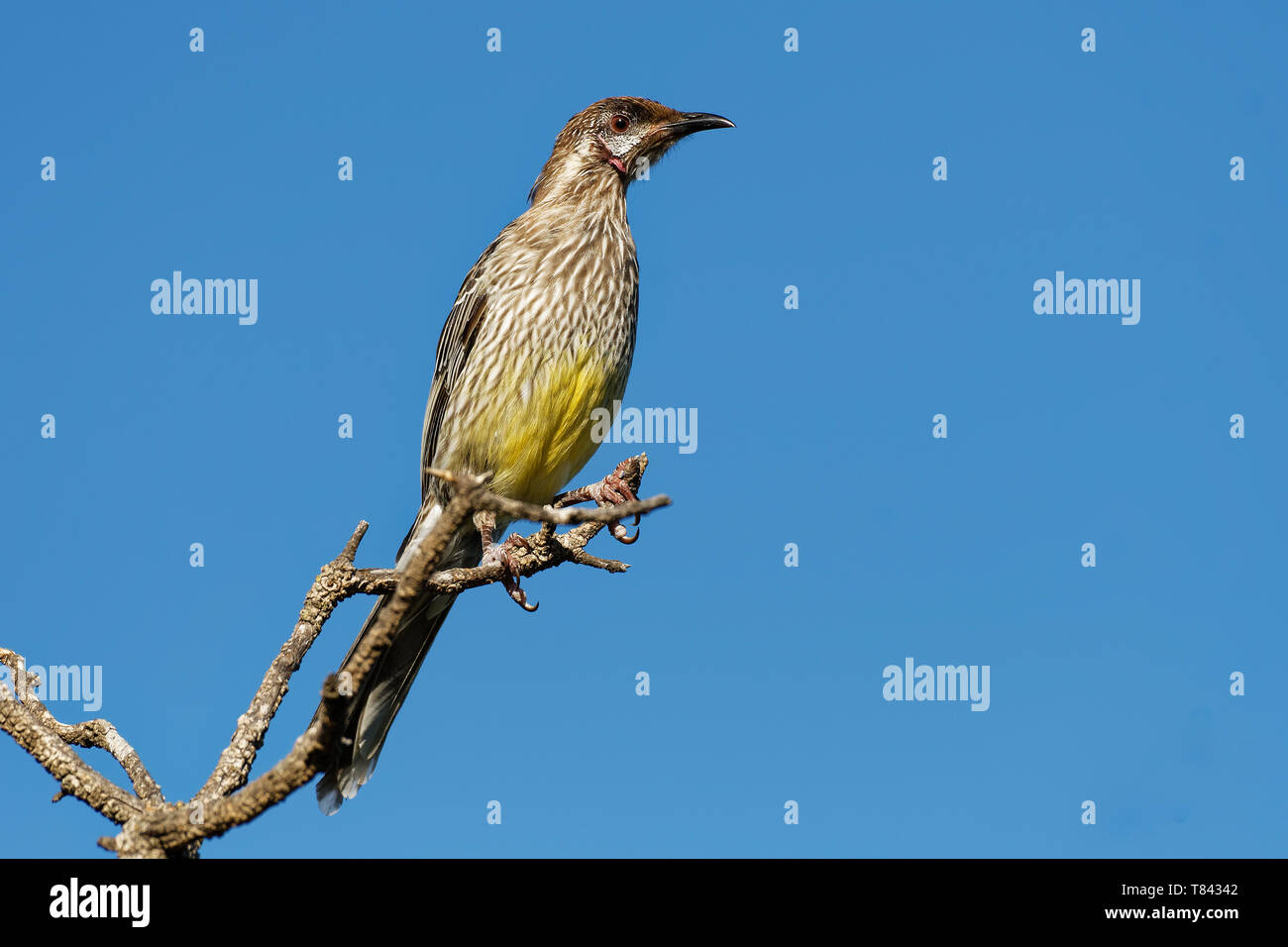 Rosso - Wattlebird Anthochaera carunculata è un uccello passerine nativa per l'Australia meridionale. Foto Stock