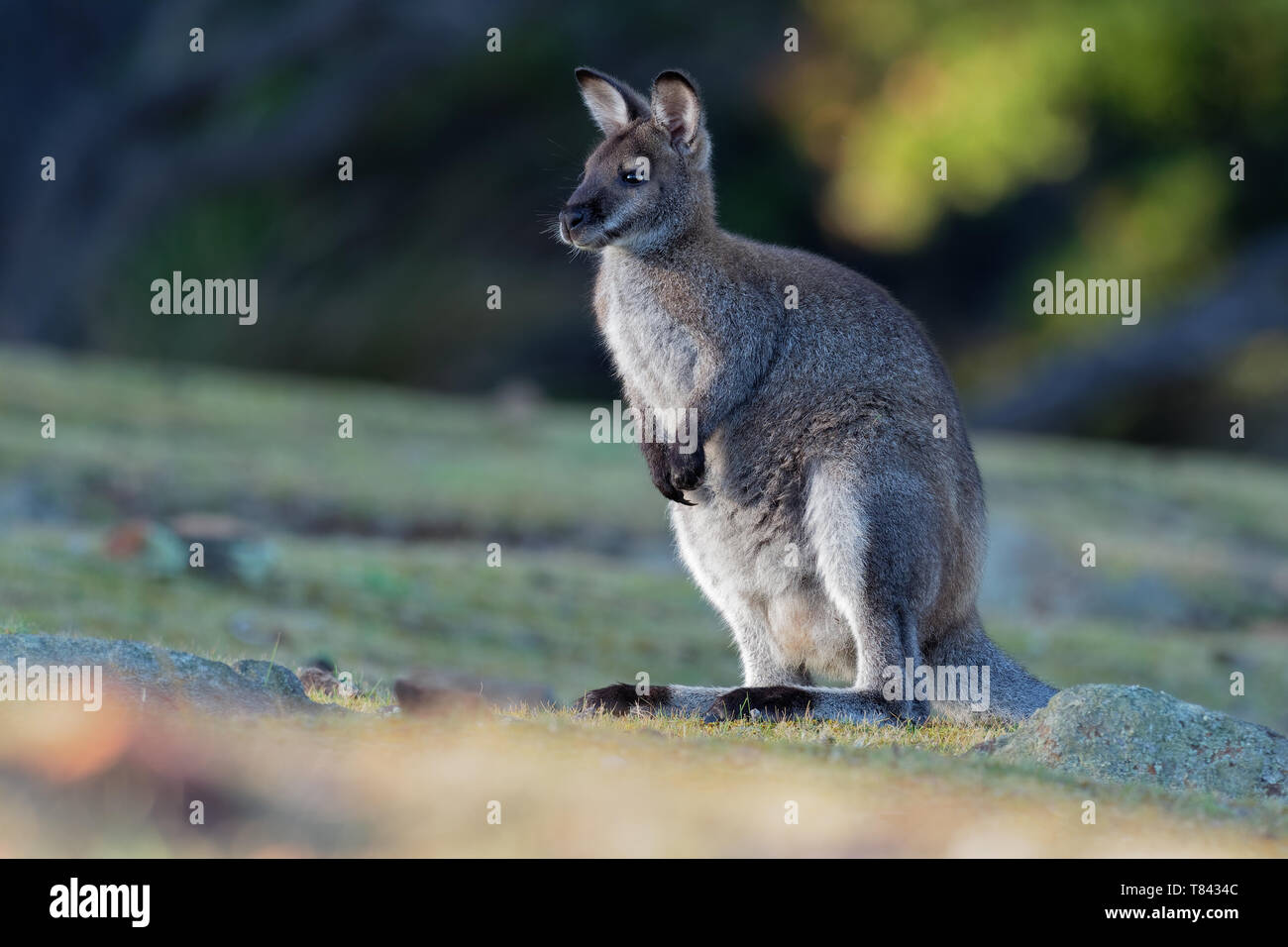 Il Bennett's wallaby - Macropus rufogriseus, anche red-un wallaby dal collo, medie macropod marsupiale, comune in Australia orientale, Tasmania, introdotto Foto Stock