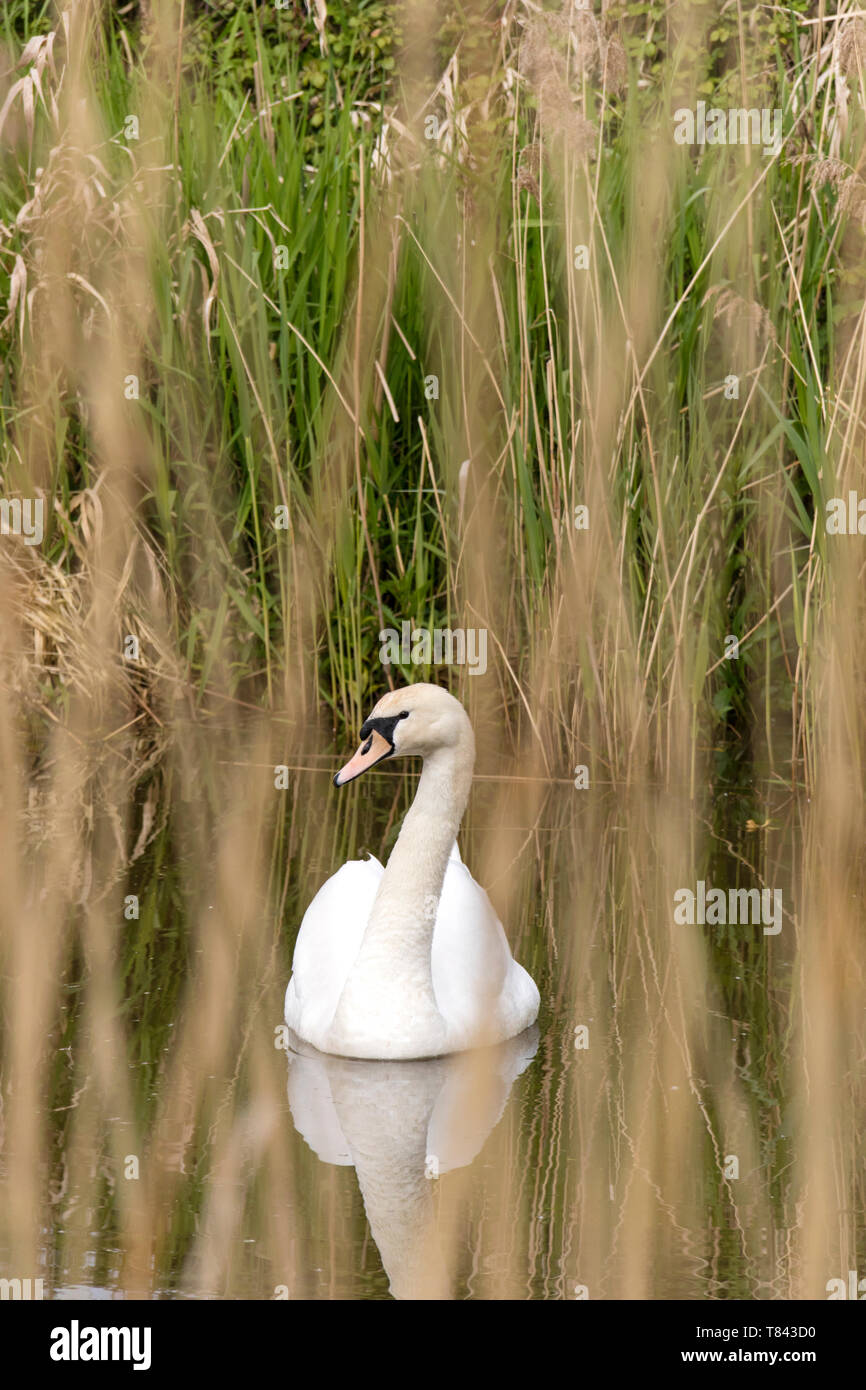 Un Cigno con canneti in primo piano. Foto Stock