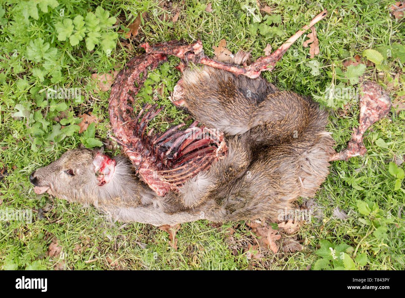 Un Europeo morto il capriolo (Capreolus capreolus) sul lato di un paese lane, England, Regno Unito Foto Stock