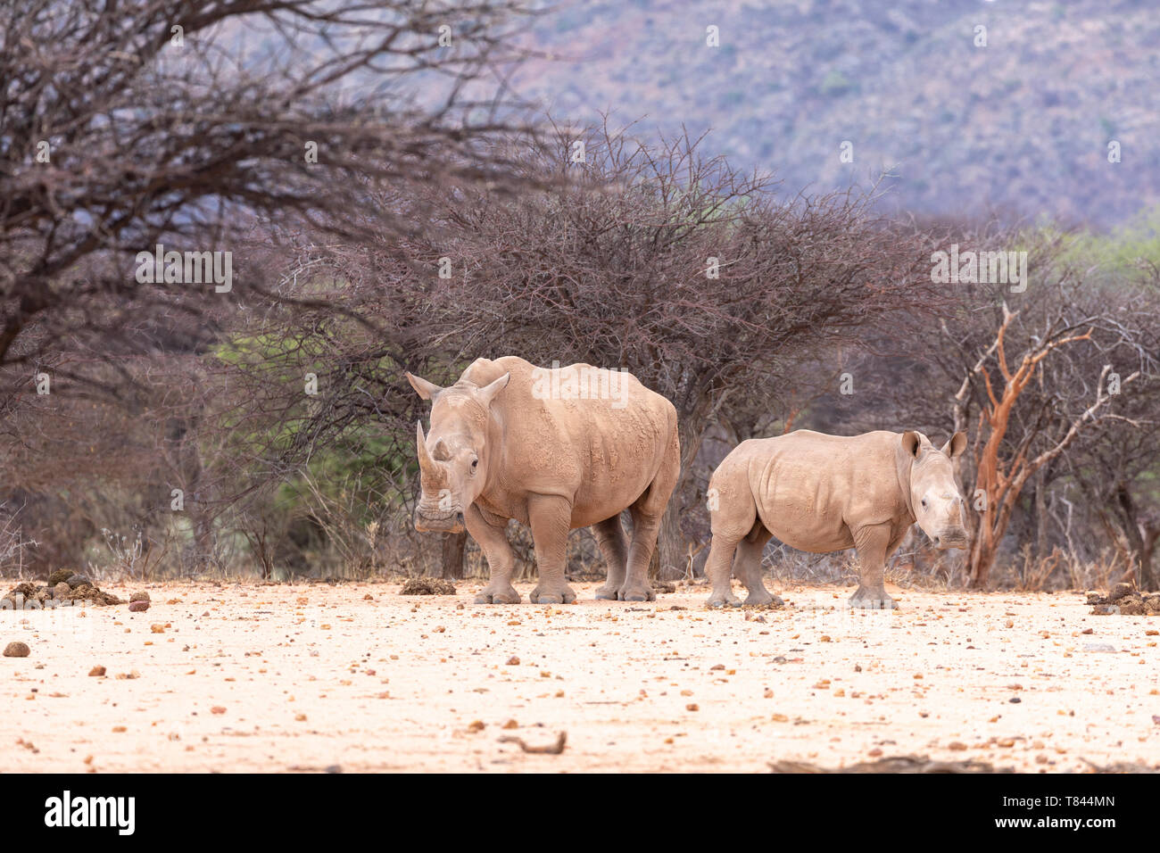 Rinoceronte bianco o piazza a labbro rinoceronte (Ceratotherium simum). La madre e il polpaccio. La Namibia. Foto Stock