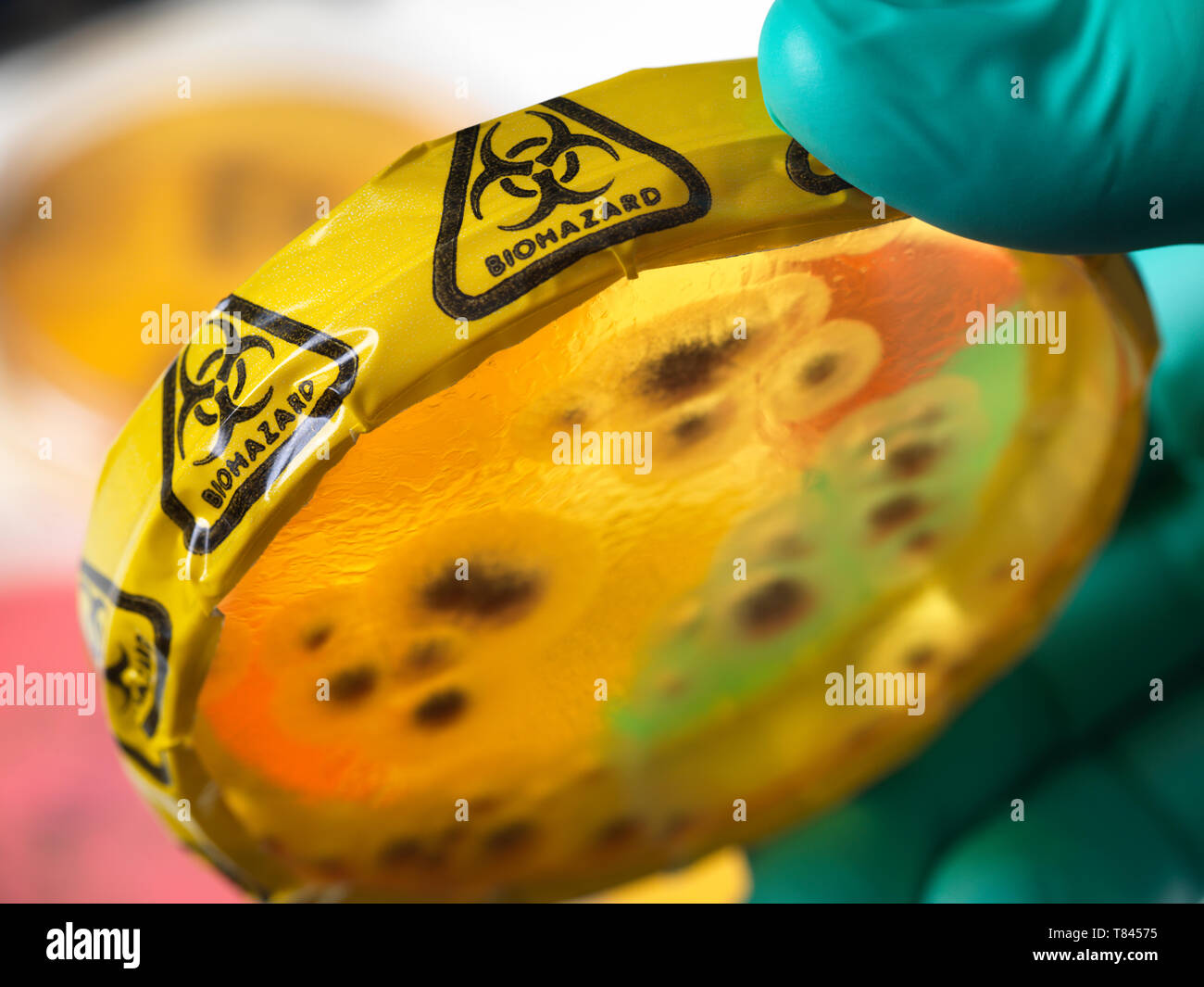 Esperimento di microbiologia, scienziato visualizzazione di microrganismi in colture batteriche crescono in capsule di petri in laboratorio, stretta di mano Foto Stock