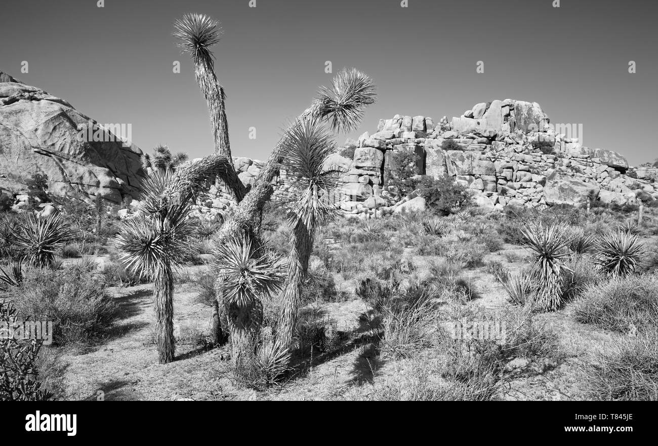 Immagine in bianco e nero del Parco nazionale di Joshua Tree paesaggio, California, America. Foto Stock