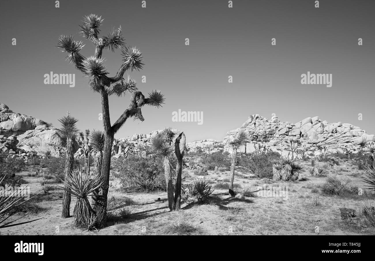 Immagine in bianco e nero del Parco nazionale di Joshua Tree paesaggio, California, America. Foto Stock