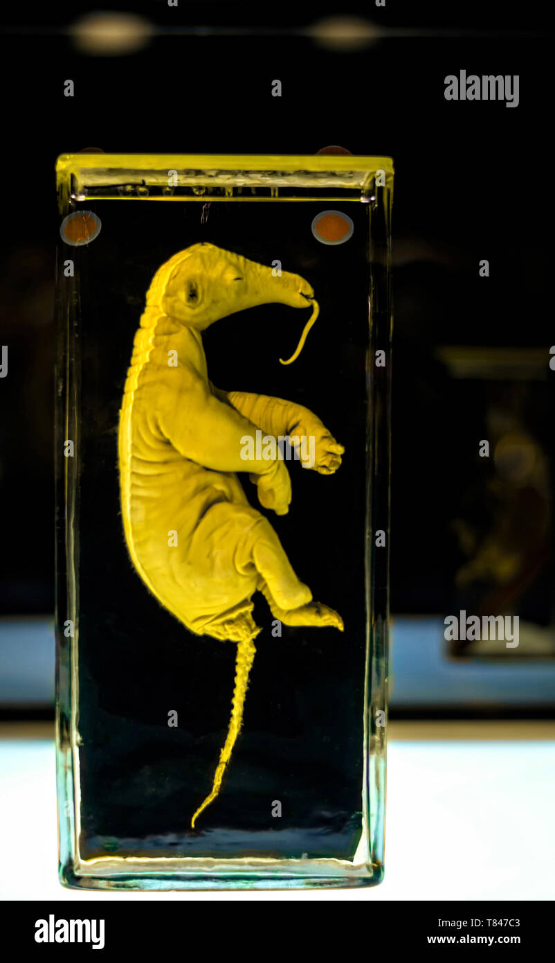 Feto di un anteater in un vaso di campione Foto Stock