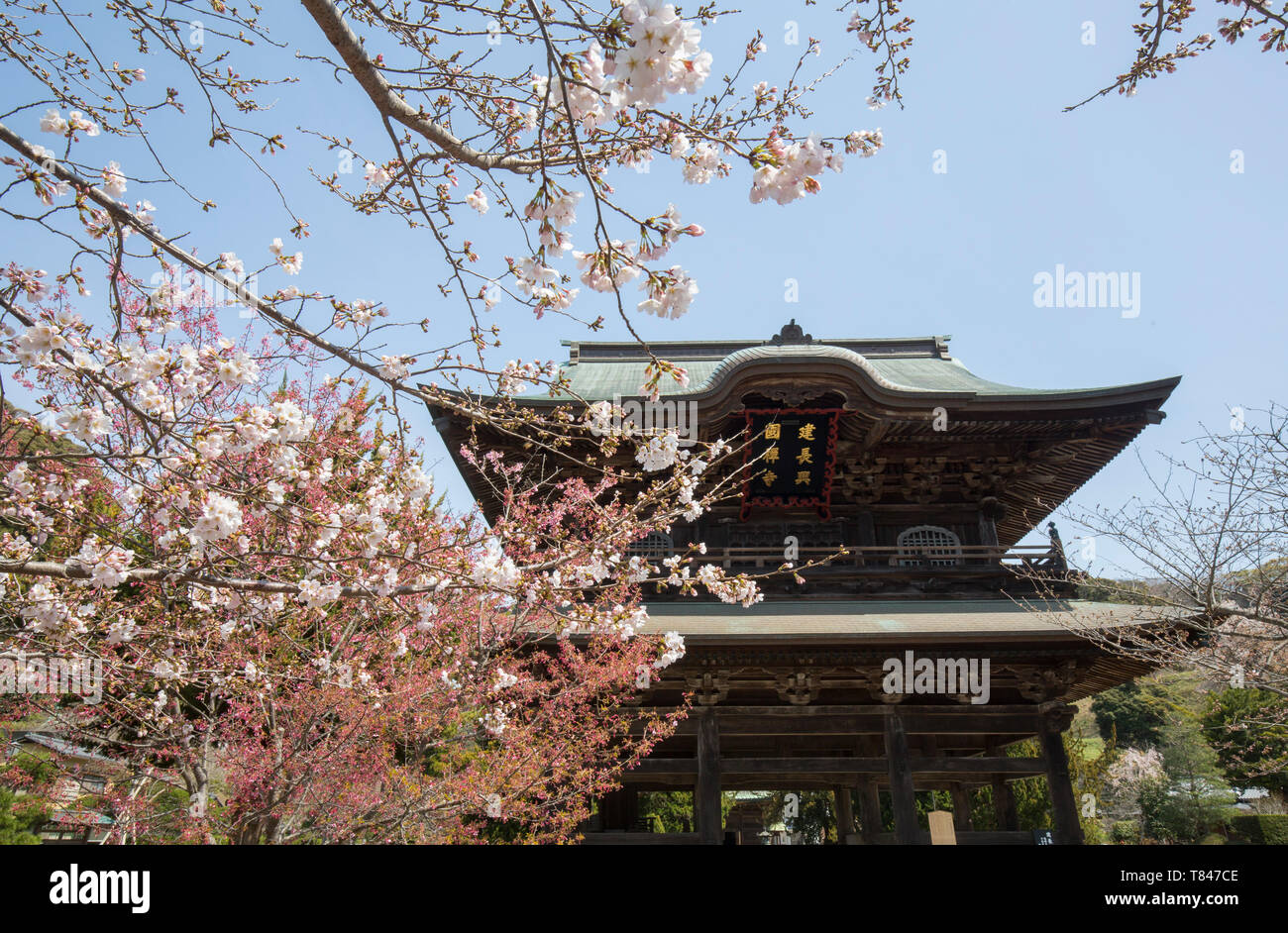 Fiore di Ciliegio IN KAMAKURA, GIAPPONE Foto Stock