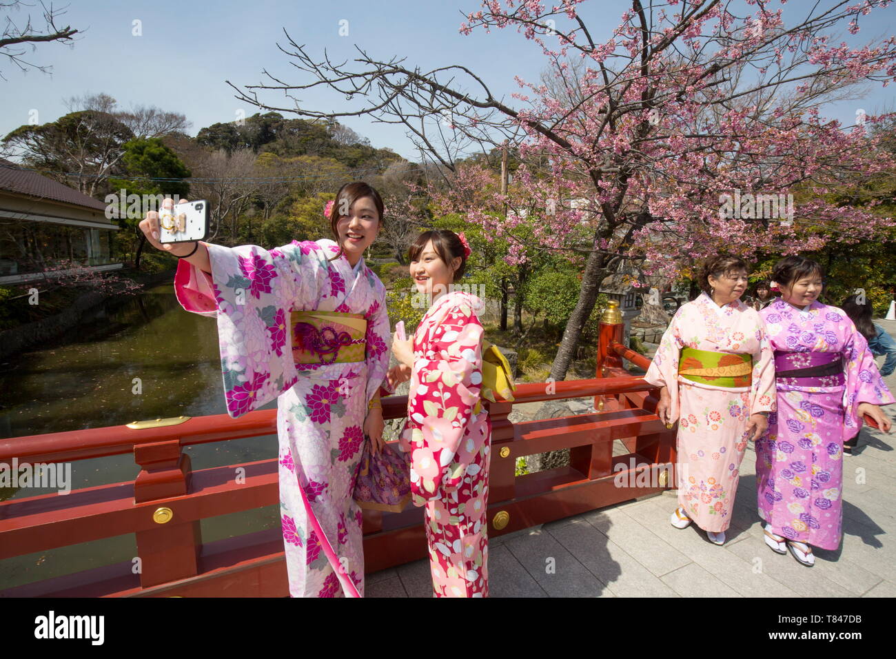 Fiore di Ciliegio IN KAMAKURA, GIAPPONE Foto Stock