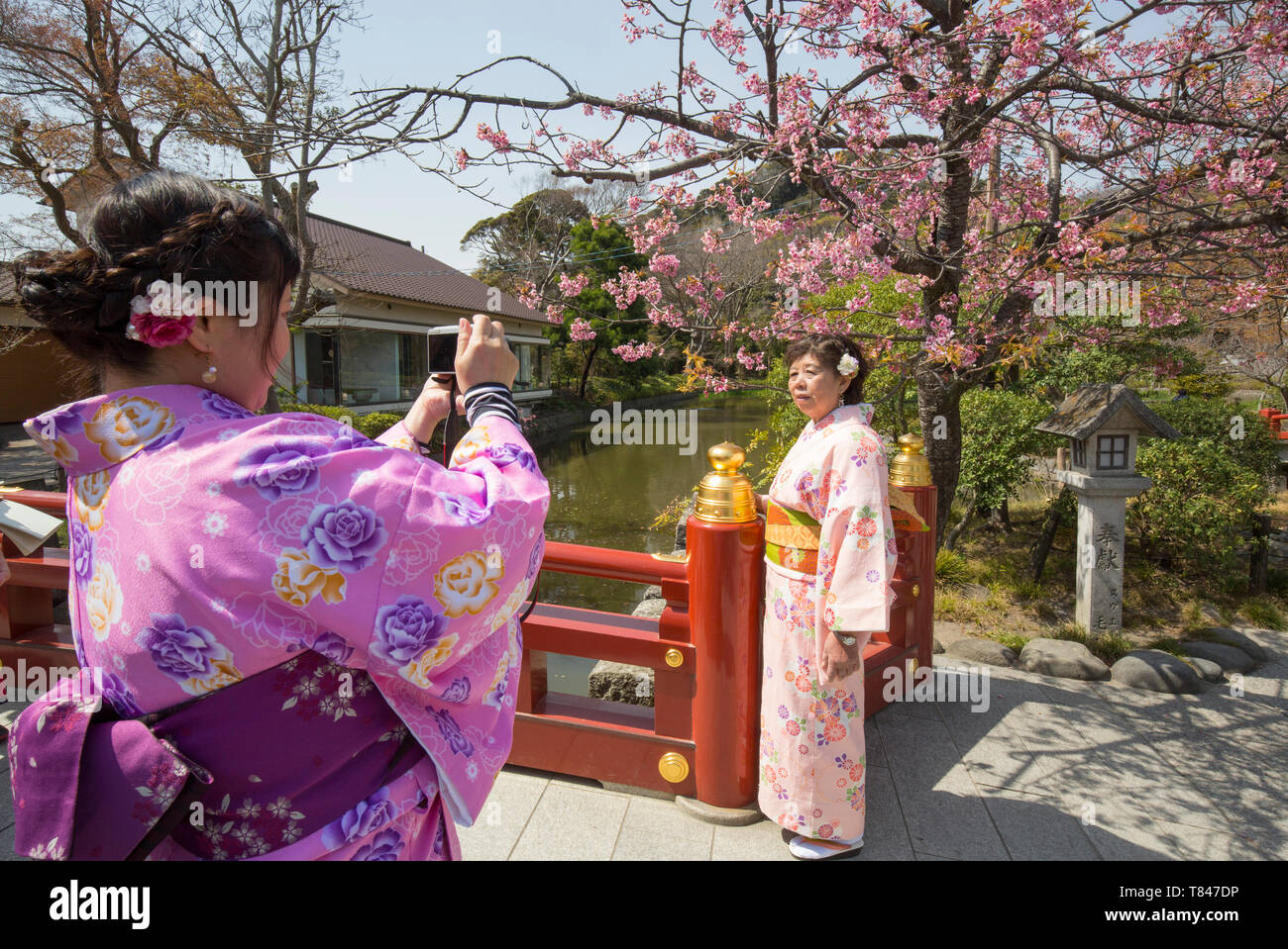 Fiore di Ciliegio IN KAMAKURA, GIAPPONE Foto Stock