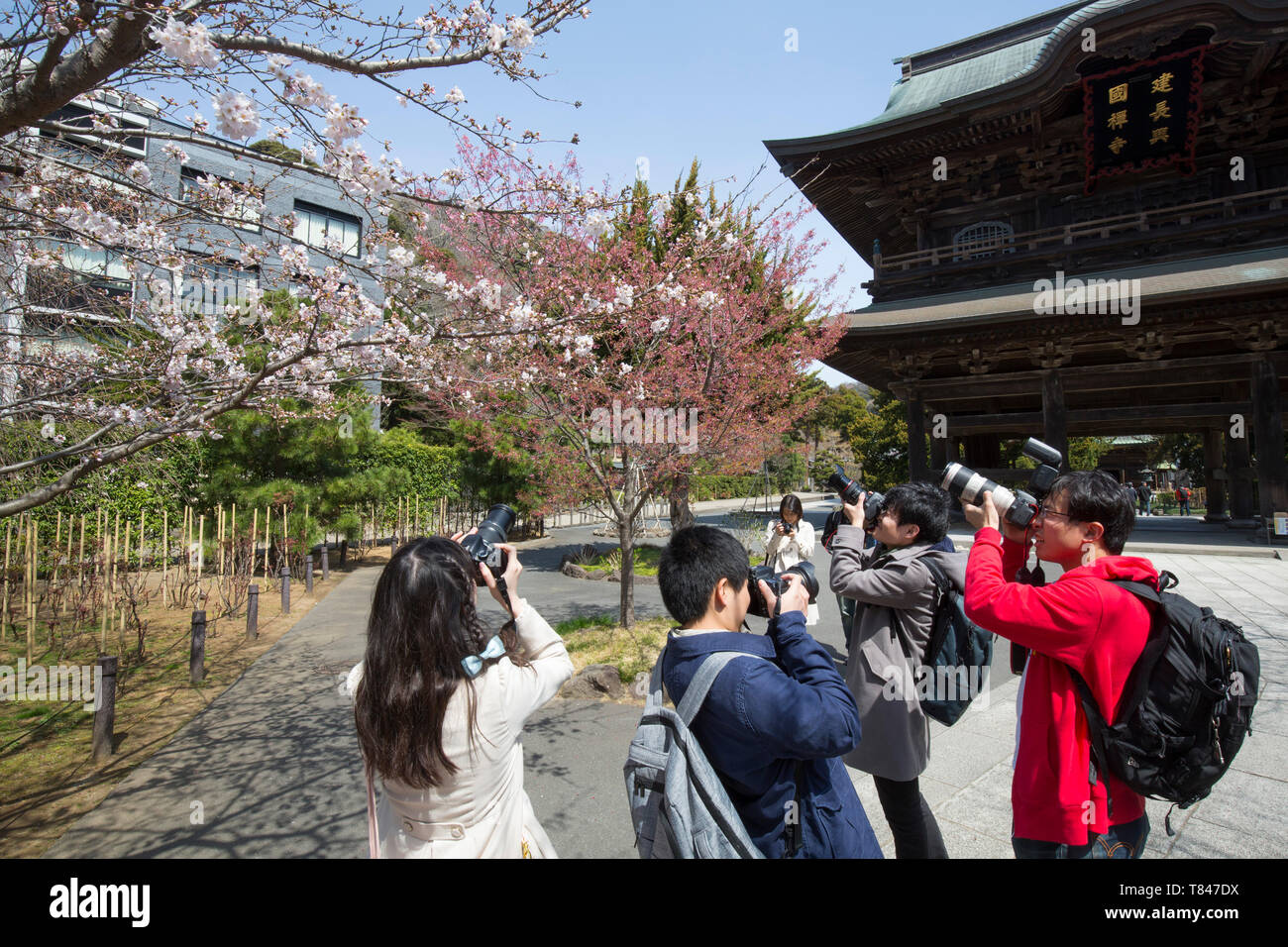 Fiore di Ciliegio IN KAMAKURA, GIAPPONE Foto Stock