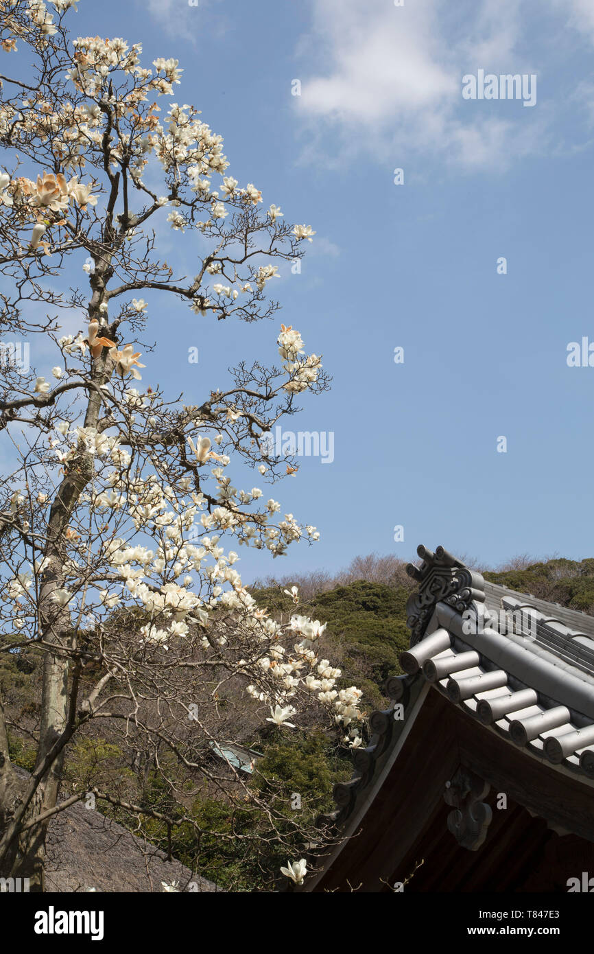 Fiore di Ciliegio IN KAMAKURA, GIAPPONE Foto Stock