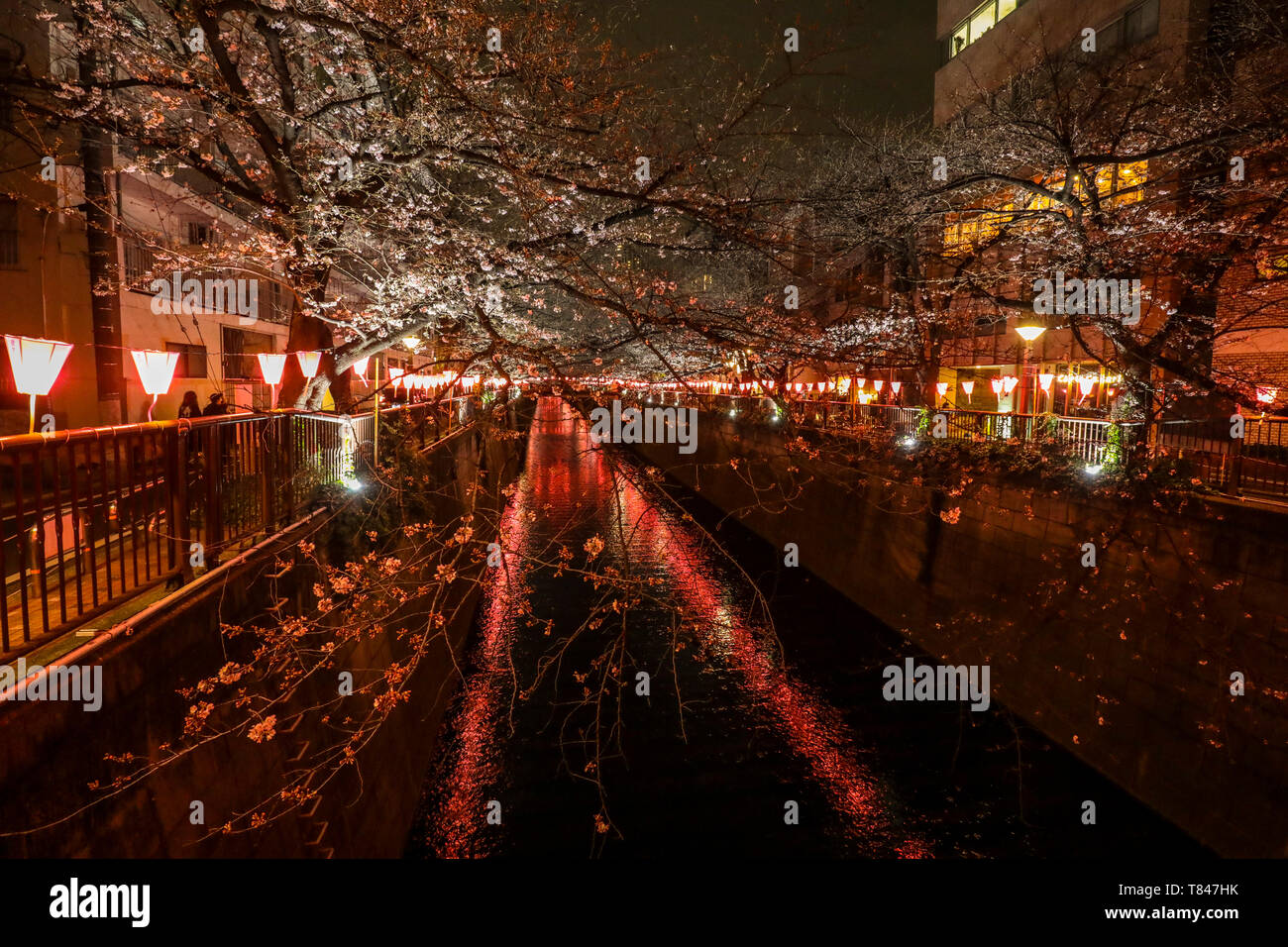 Fiore di Ciliegio, TOKYO Foto Stock