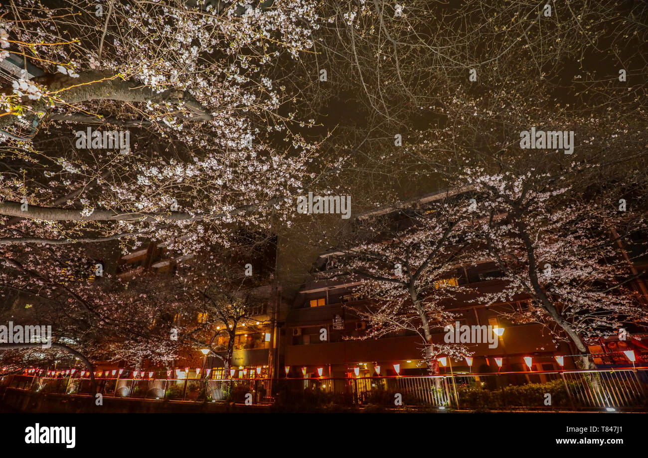 Fiore di Ciliegio, TOKYO Foto Stock