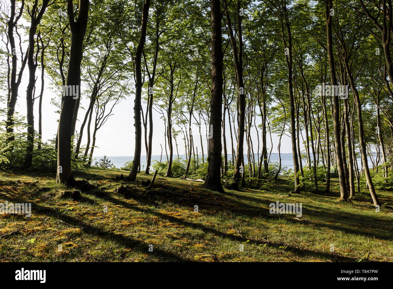 Paesaggio con la foresta e la Großer Jasmunder Bodden, Bergen, Rügen, Meclenburgo-Pomerania Occidentale, Germania Foto Stock