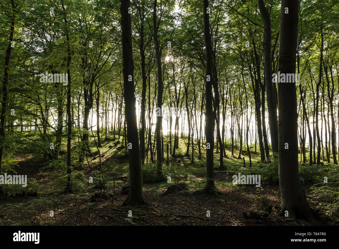 Paesaggio con sole e foresta Großer Jasmunder Bodden, Bergen, Rügen, Meclenburgo-Pomerania Occidentale, Germania Foto Stock